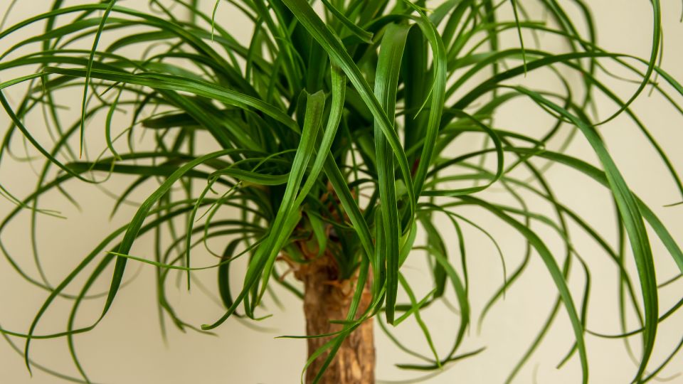 Közönséges elefántláb (Beaucarnea recurvata)
