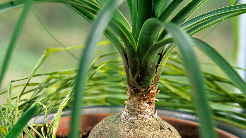 Közönséges elefántláb (Beaucarnea recurvata)