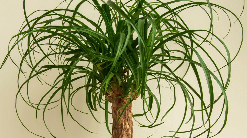 Közönséges elefántláb (Beaucarnea recurvata)