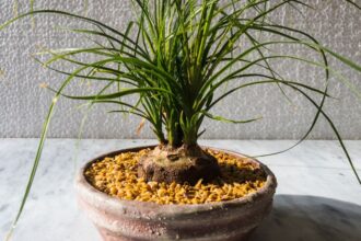 Kozonseges elefantlab Beaucarnea recurvata 4