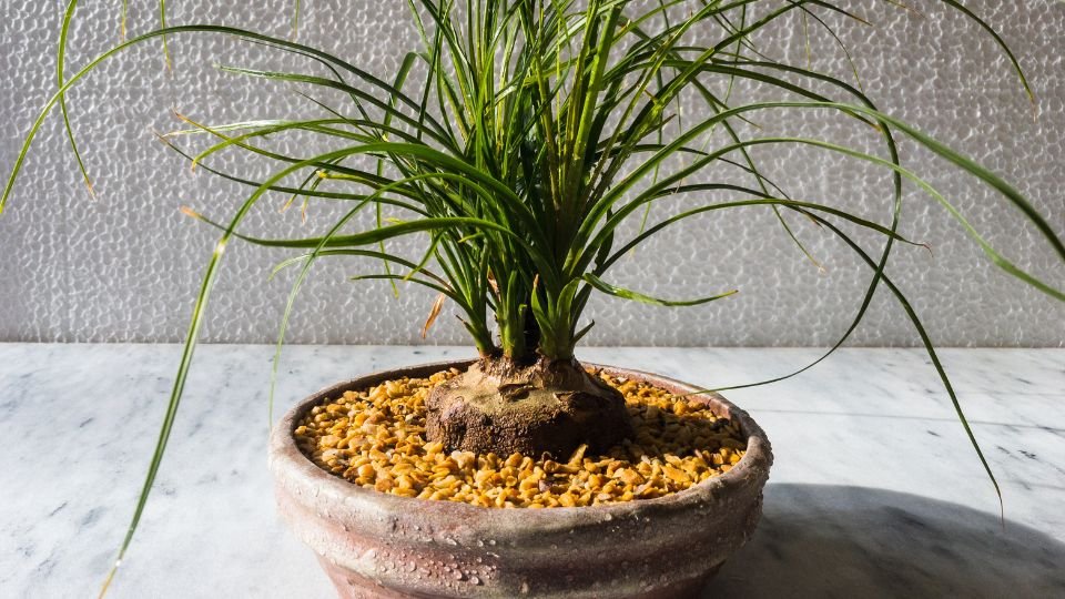 Egy közönséges elefántláb növény, zöld levelekkel és jellegzetes, vastag törzzsel.