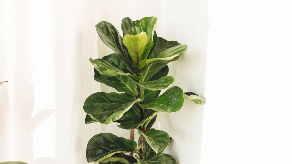 Lantlevelű fikusz (Ficus lyrata)