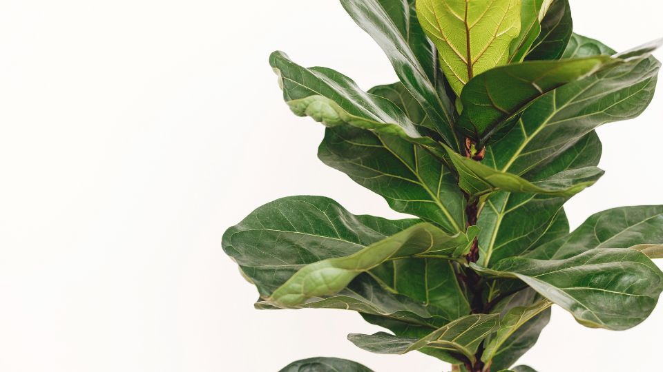 Lantlevelű fikusz (Ficus lyrata)