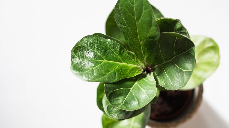 Lantlevelű fikusz (Ficus lyrata)