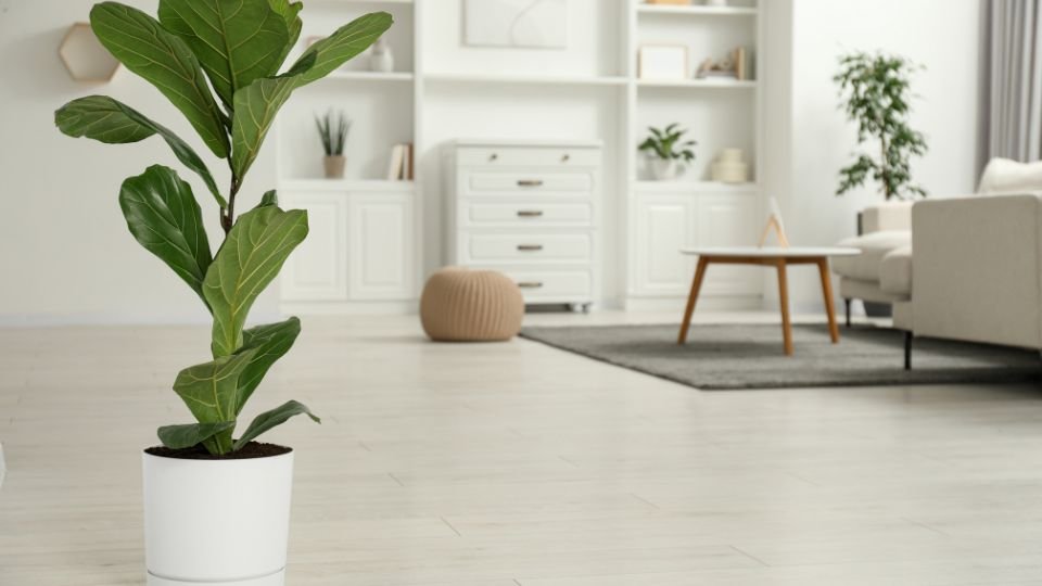 Egy lantlevelű fikusz áll egy modern nappaliban, zöld levelei élénkítik a teret.