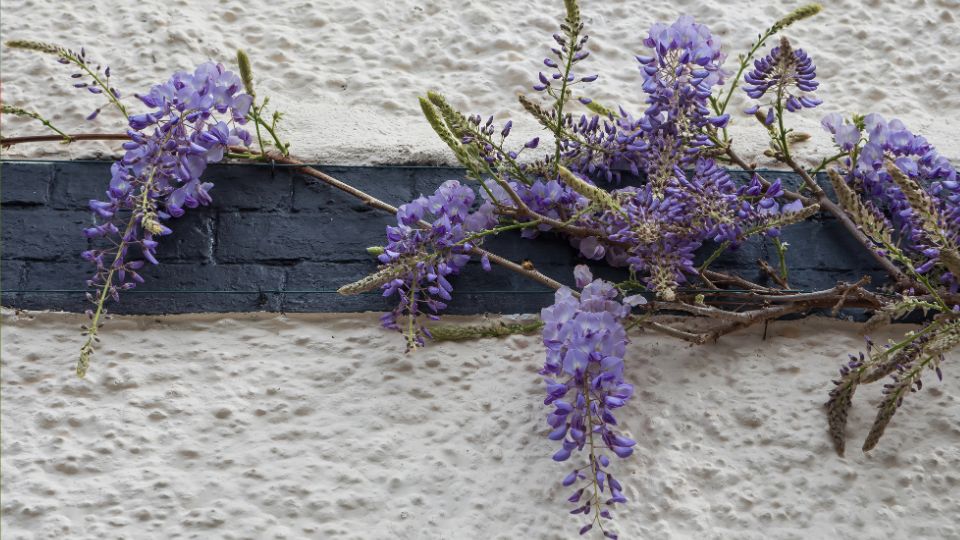 Lila akac Wisteria sinensis