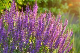 Lila évelő virágok napfényben, gyönyörű kert látványa.