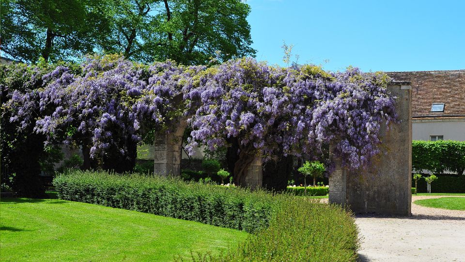 Lilaakac Glycine