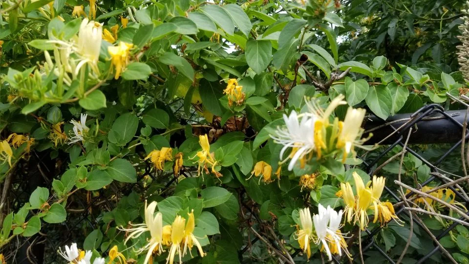 Lonc (Lonicera) virágzó ágai sárga és fehér virágokkal, zöld levelek között.