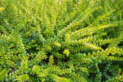 Mirtuszlonc Lonicera nitida