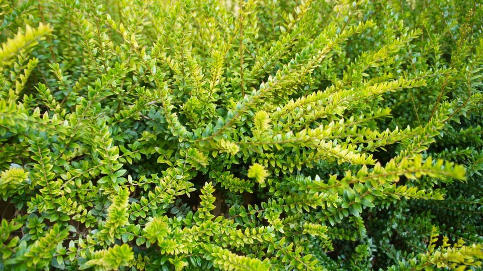 Zöld mirtuszlonc bokor, lágyságával és színével a kert szívét képezi.