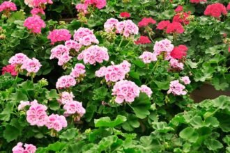 Színes muskátlik virágai zöld levelek között, vidám kert látvány.