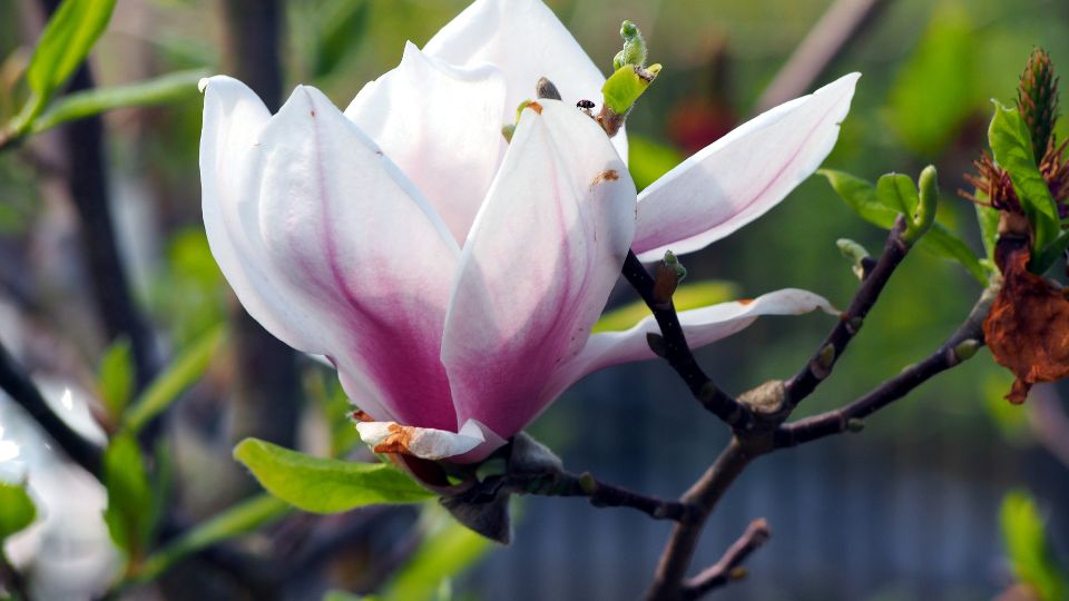 Nagyviragu Liliomfa Magnolia Soulangeanax 1