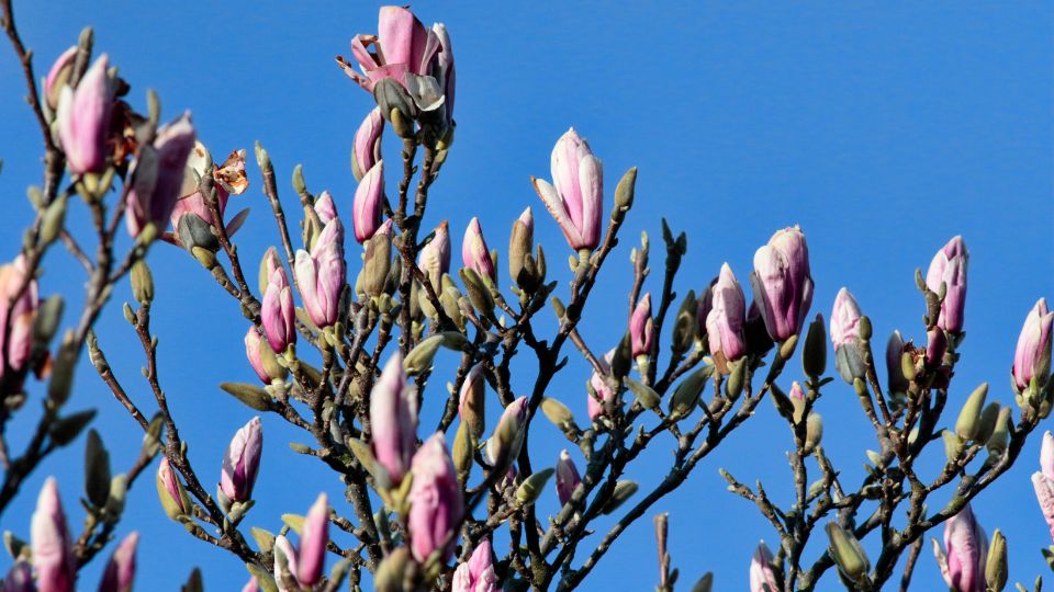 Nagyviragu Liliomfa Magnolia Soulangeanax 2