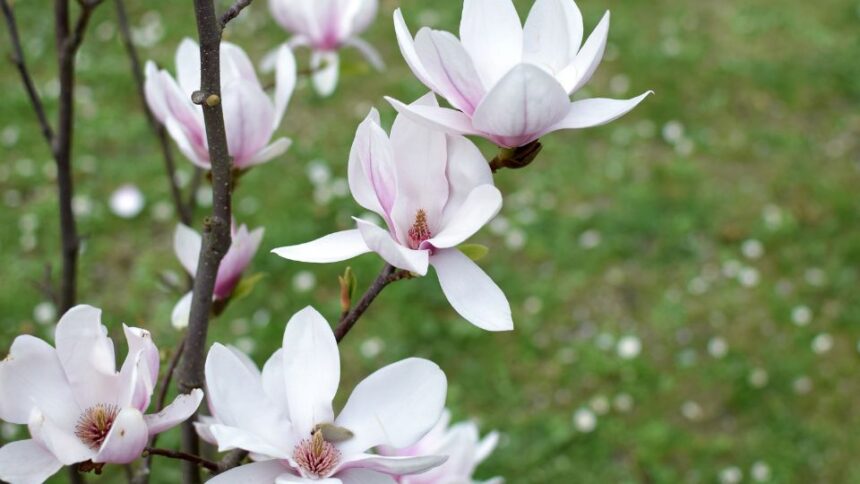 Nagyviragu Liliomfa Magnolia Soulangeanax