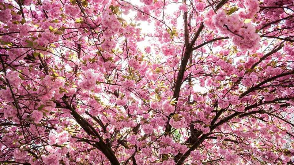 Oszlopos japán díszcseresznye virágzó ágainak gyönyörű látványa, rózsaszín virágokkal.