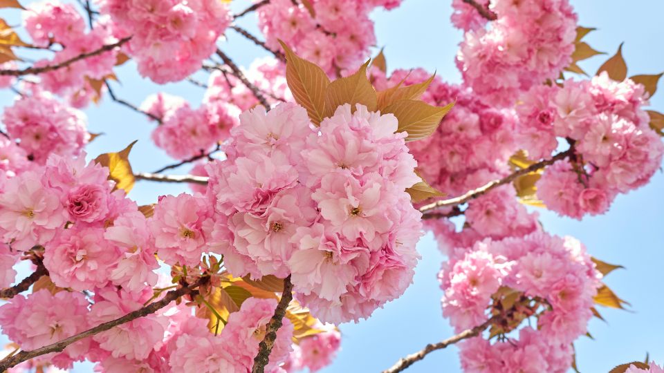 Oszlopos japan diszcseresznye Prunus serrulata Amanogawa 2