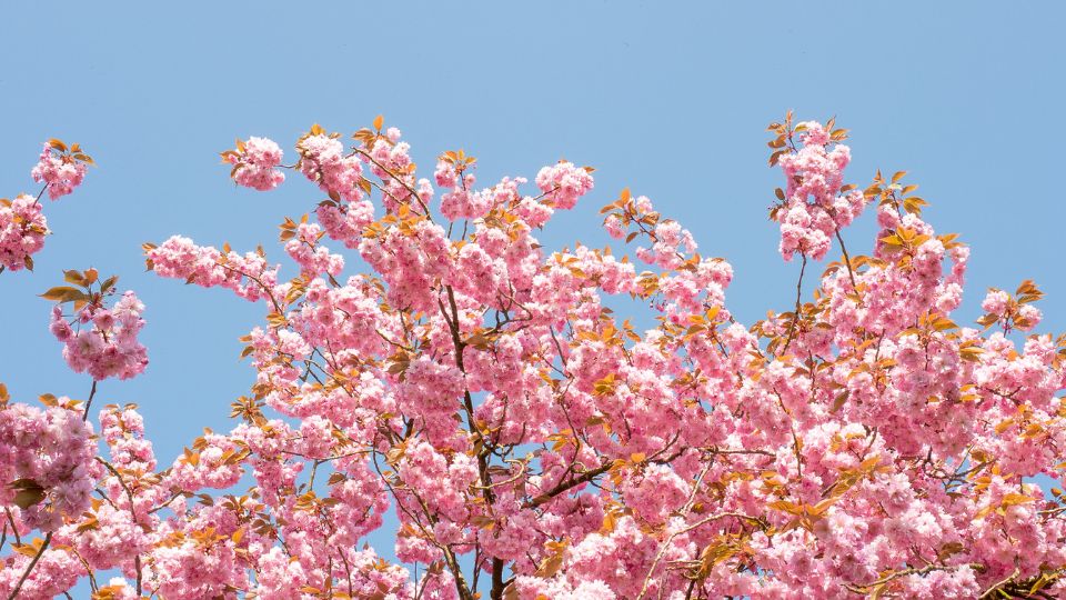 Oszlopos japan diszcseresznye Prunus serrulata Amanogawa 3