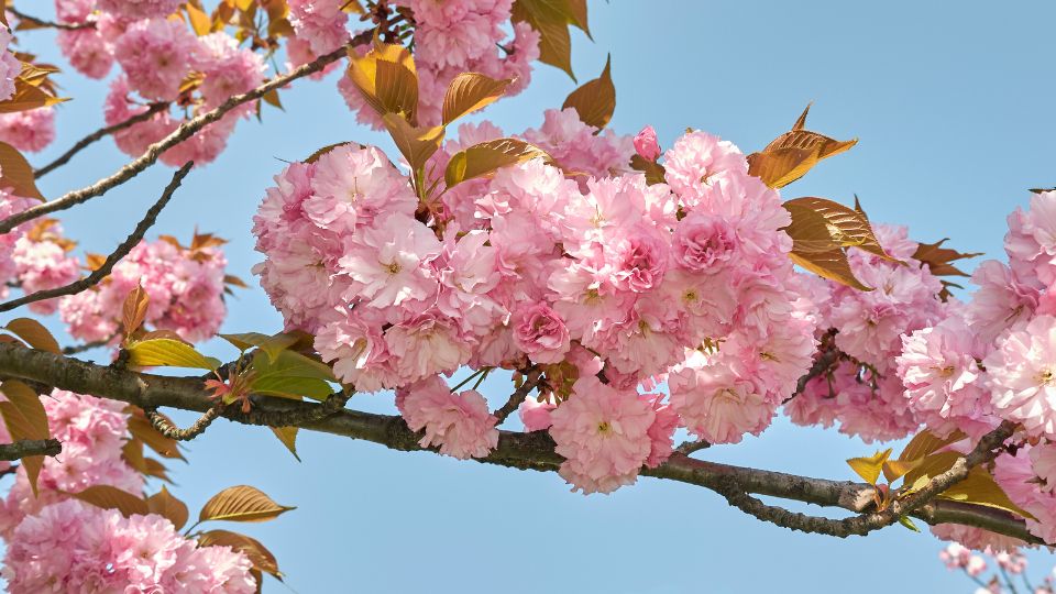 Oszlopos japan diszcseresznye Prunus serrulata Amanogawa 4