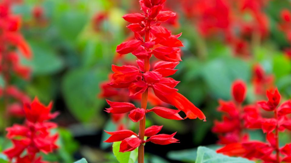 Paprikavirág (Salvia splendens)