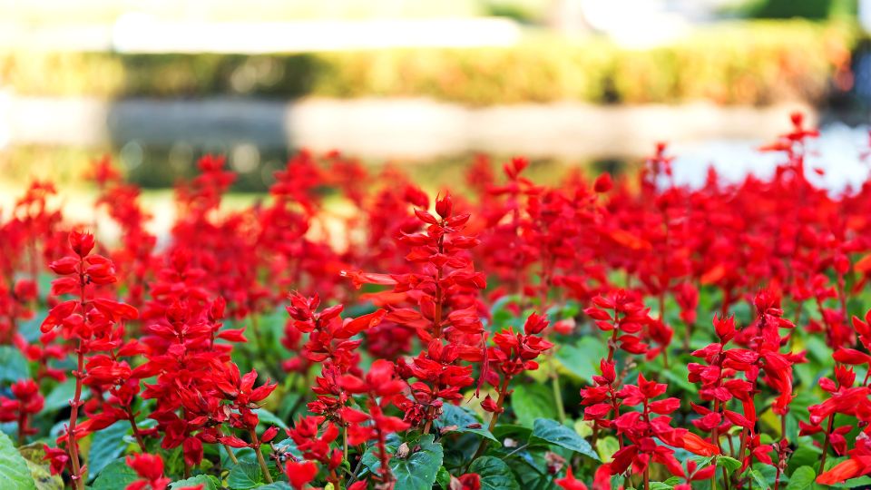 Paprikavirág (Salvia splendens)