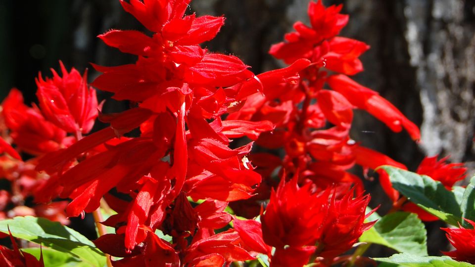 Paprikavirág (Salvia splendens)