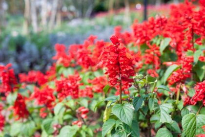 Paprikavirag Salvia splendens