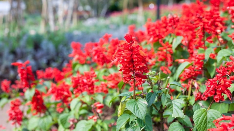 Pompás piros paprikavirágok virágzó kertben, zöld levelekkel.