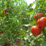 Paradicsom permetezese vegyszermentesen 1