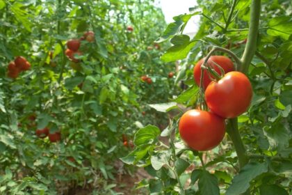 Paradicsom permetezese vegyszermentesen 1