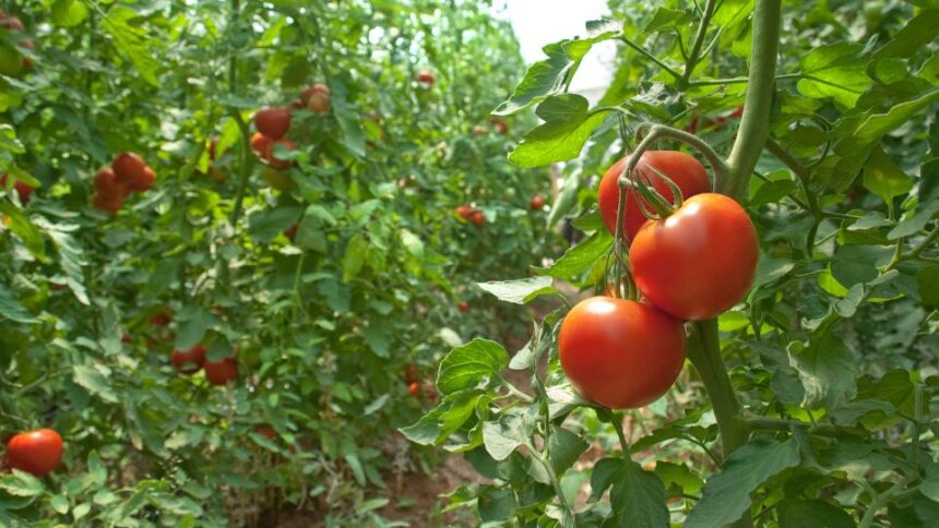 Paradicsom permetezese vegyszermentesen 1