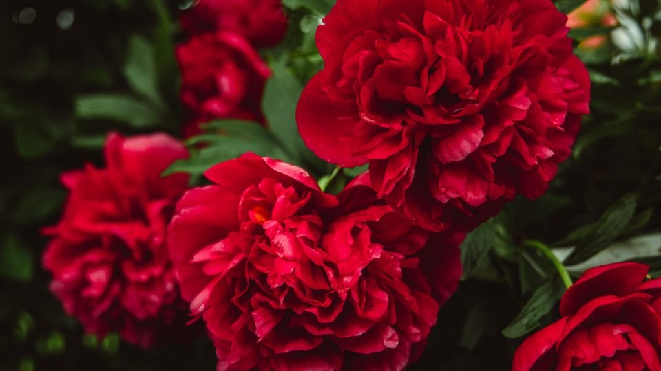 Piros évelő virágok, gyönyörűen nyíló pünkösdi rózsák a kertben.