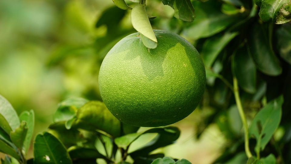 Pomelo termesztése