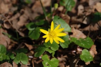 Egy szép sárga virág, a salátaboglárka, zöld levelek között, avarban.