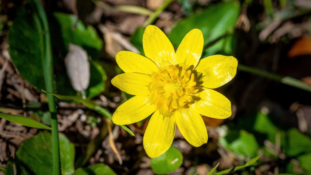Salataboglarka Ranunculus ficaria 4