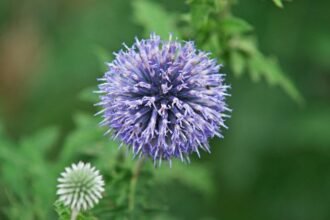 Sötétkék szamárkenyér virág, lila gömb formájú virágokkal, zöld levelekkel körülvéve.