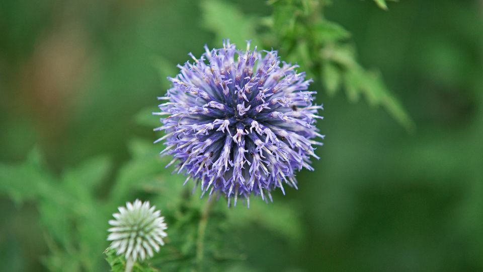 Sötétkék szamárkenyér virág, lila gömb formájú virágokkal, zöld levelekkel körülvéve.