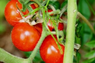 Érett Spencer koktélparadicsomok zöld leveleken, friss és ízletes megjelenés.