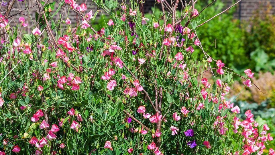 Szagosbükköny (Lathyrus odoratus)