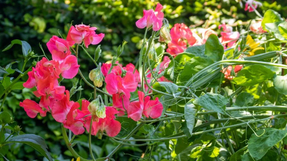 Szagosbükköny (Lathyrus odoratus) (2) Szagosbükköny (Lathyrus odoratus)