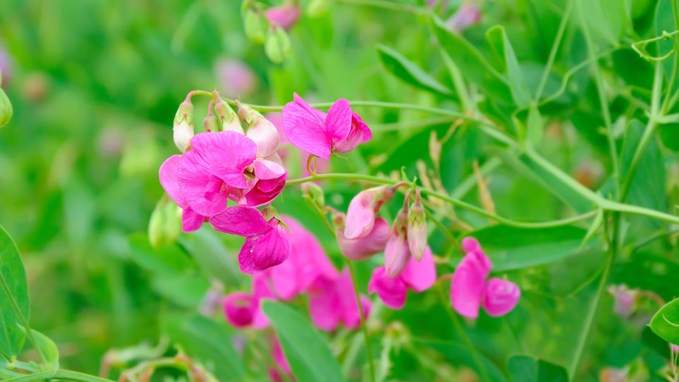 Szagosbükköny (Lathyrus odoratus)