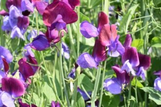 Szagosbükköny virágok színes, élénk lila és bordó árnyalatokban, zöld levelek között.