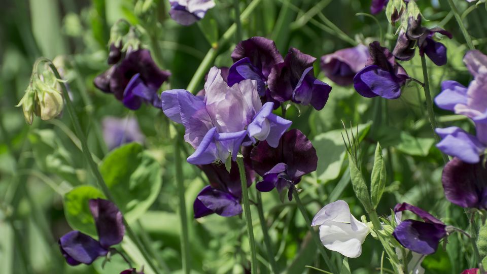Szagosbükköny (Lathyrus odoratus)