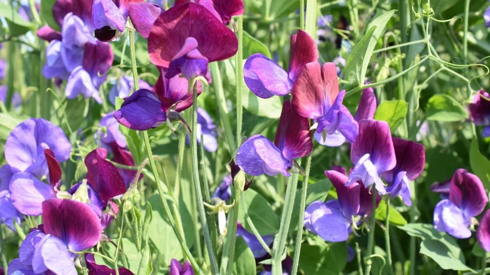 Szagosbükköny virágok színes, élénk lila és bordó árnyalatokban, zöld levelek között.
