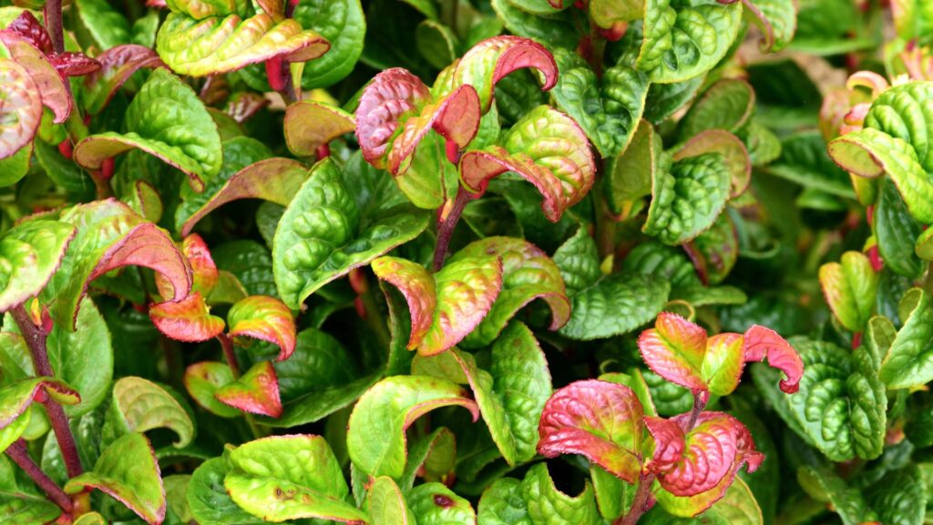 Szeleslevelu furtoshanga Leucothoe axillaris 1