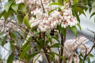 Széleslevelű fürtöshanga virágai és egy méhecske, barátságos kert hangulatban.