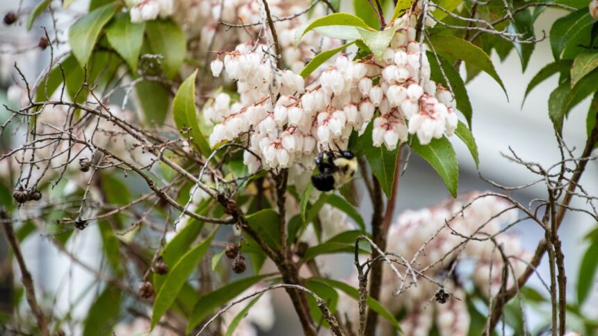 Szeleslevelu furtoshanga Leucothoe axillaris