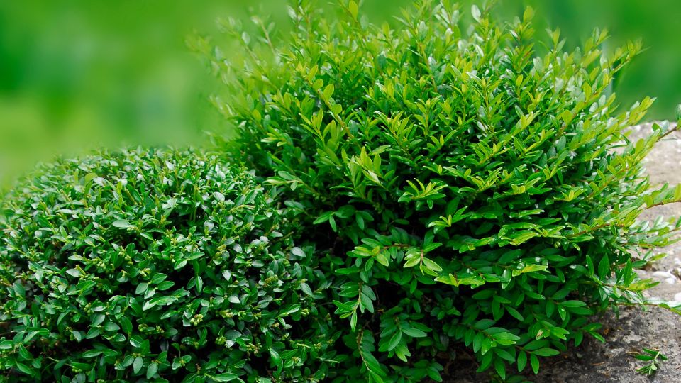 Mirtuszlonc (Lonicera nitida)