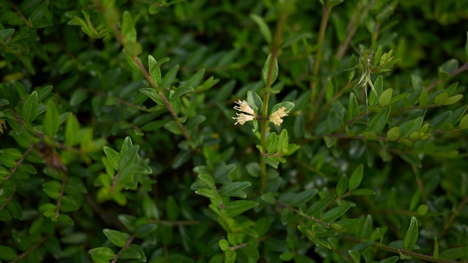 Mirtuszlonc (Lonicera nitida)