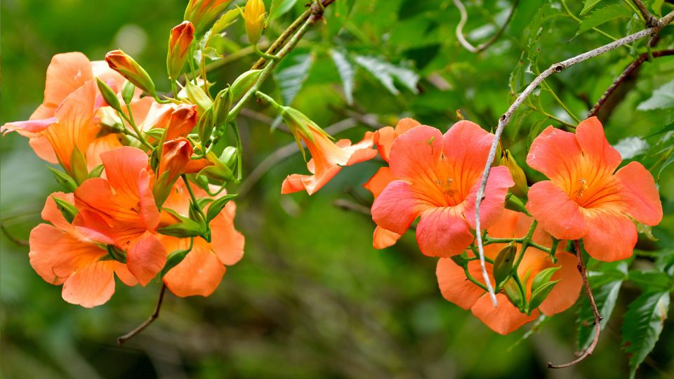Trombitafolyondar Campsis radicans
